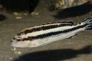 Melanochromis loriae 'Likoma Island' Galerie Melanochromis loriae 'Likoma Island'